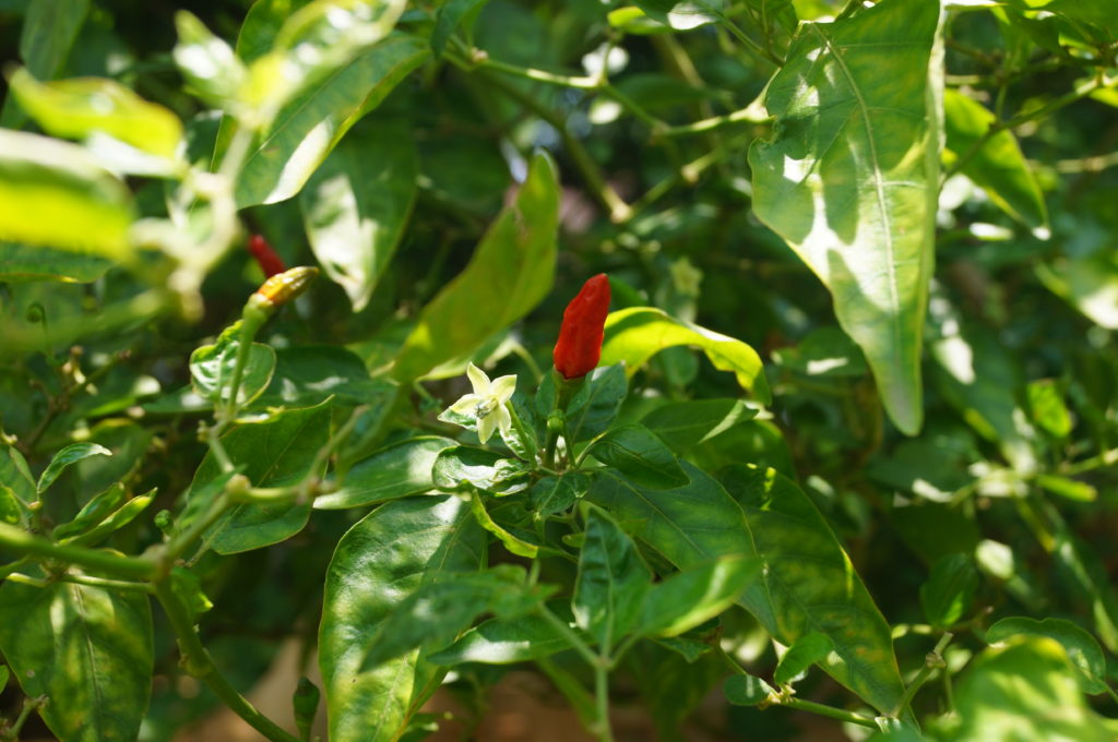 Bird's Eye Chilli Kanthari