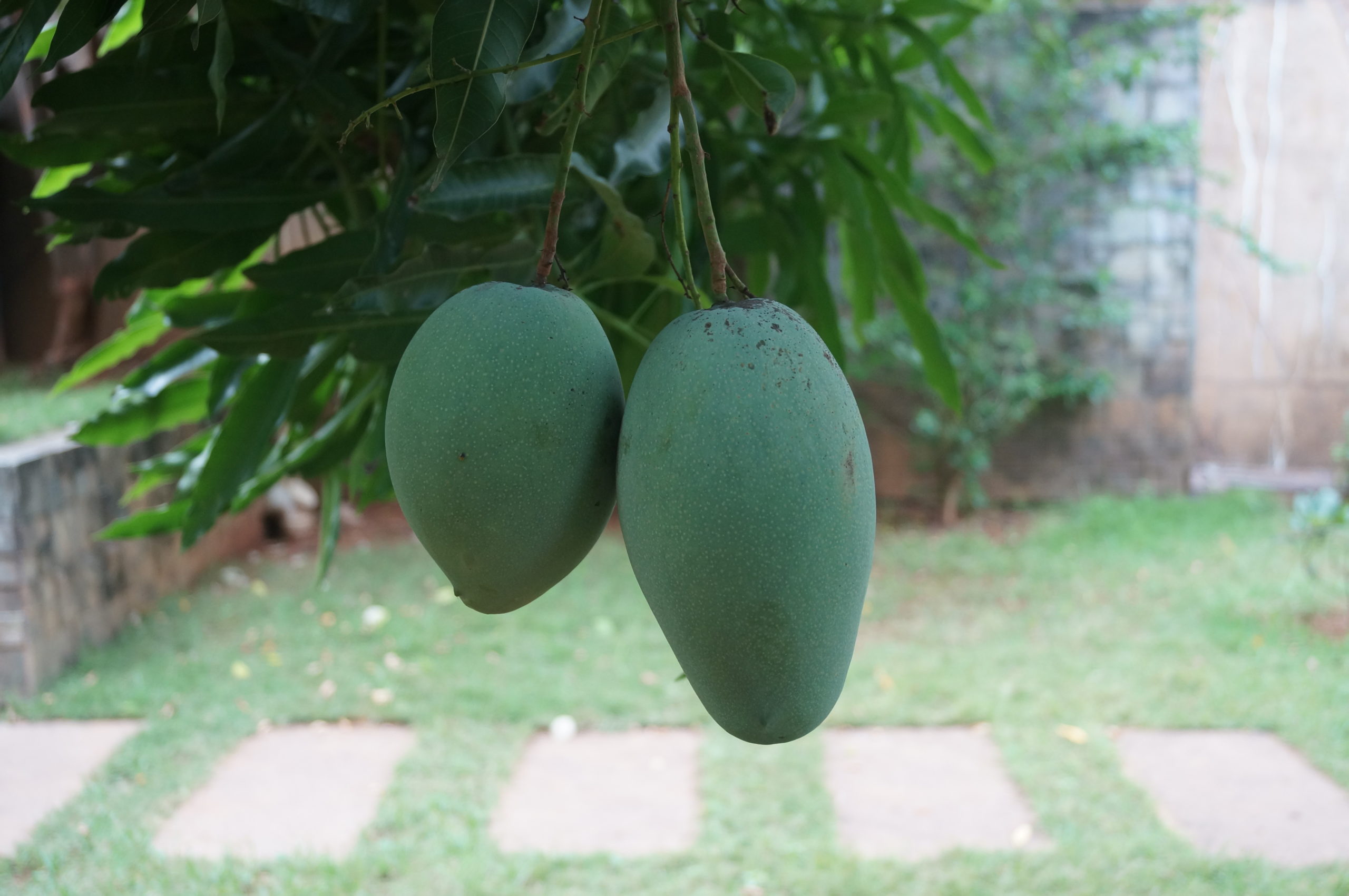 Mangoes Garden