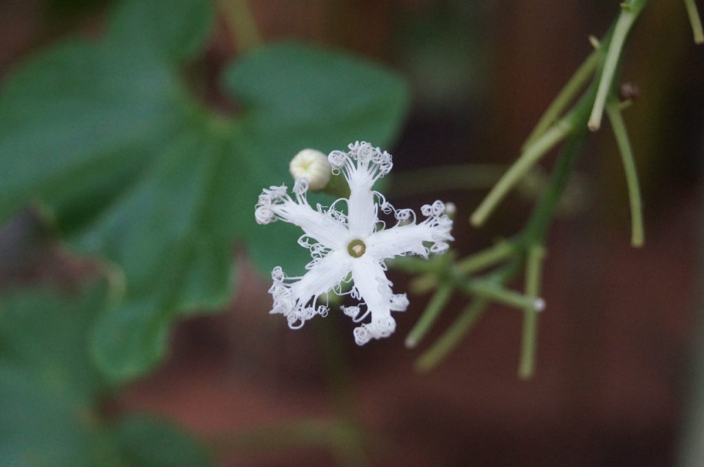 Snake Gourd Flower