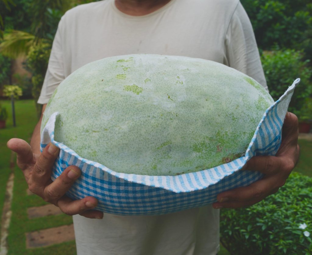 Ash Gourd