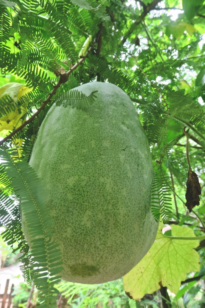 Ash Gourd