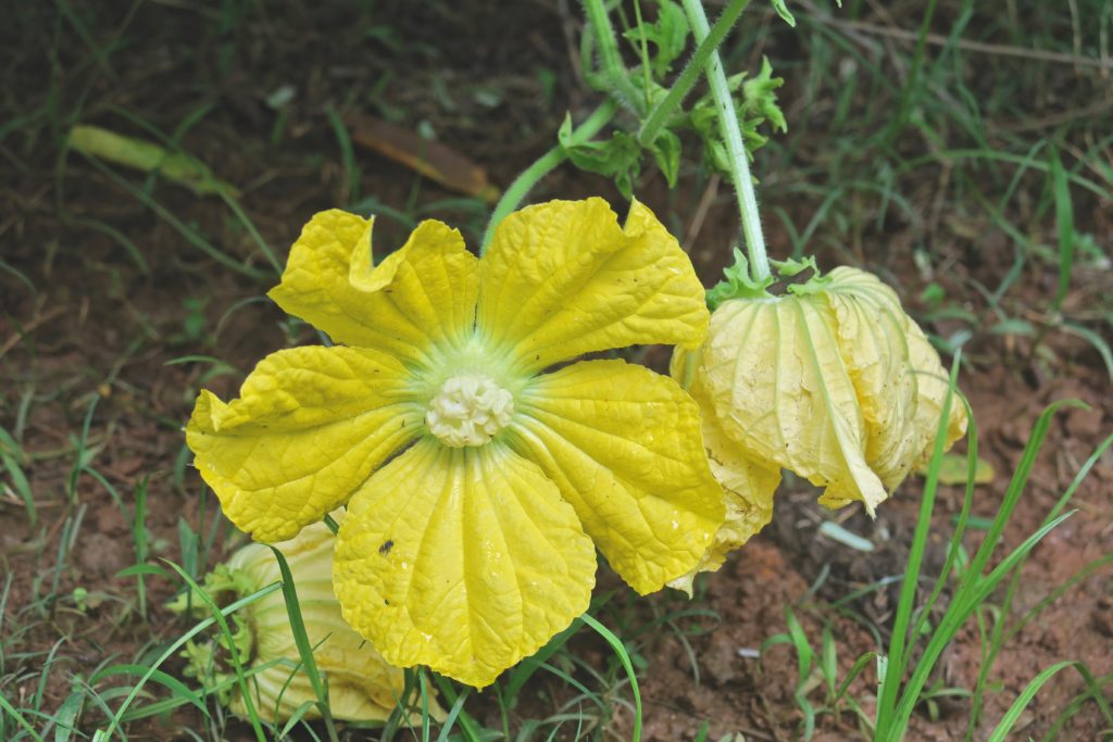 Ash Gourd Flower 