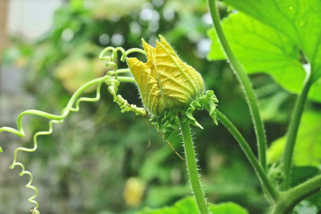 Ash gourd flower winter melon flower