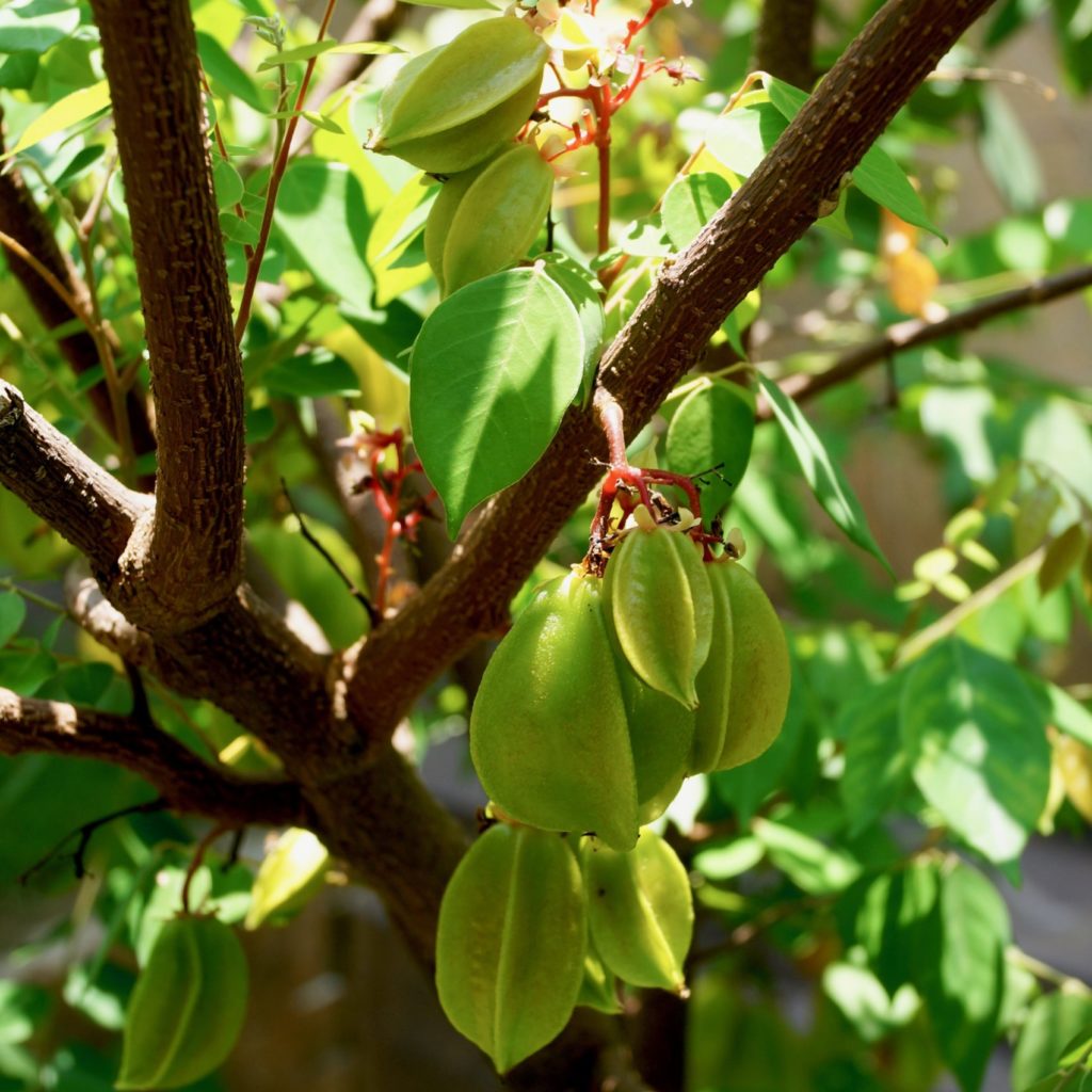 Starfruit