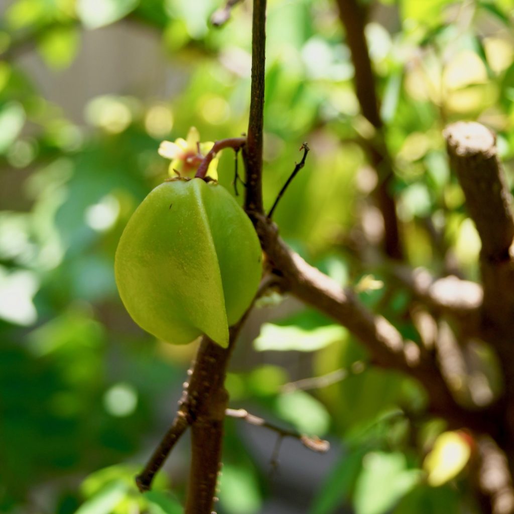 Starfruit