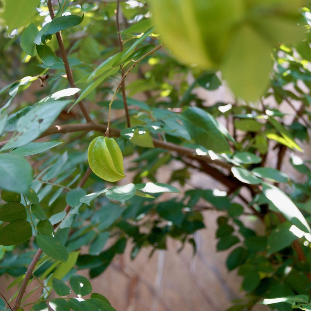 starfruit carambola