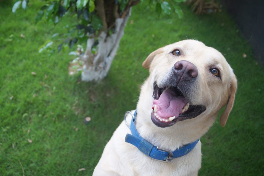 Hungry Labrador