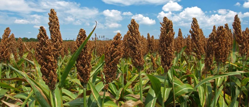 Sorghum Millet