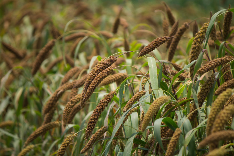 Foxtail Millet Field Crop Millets