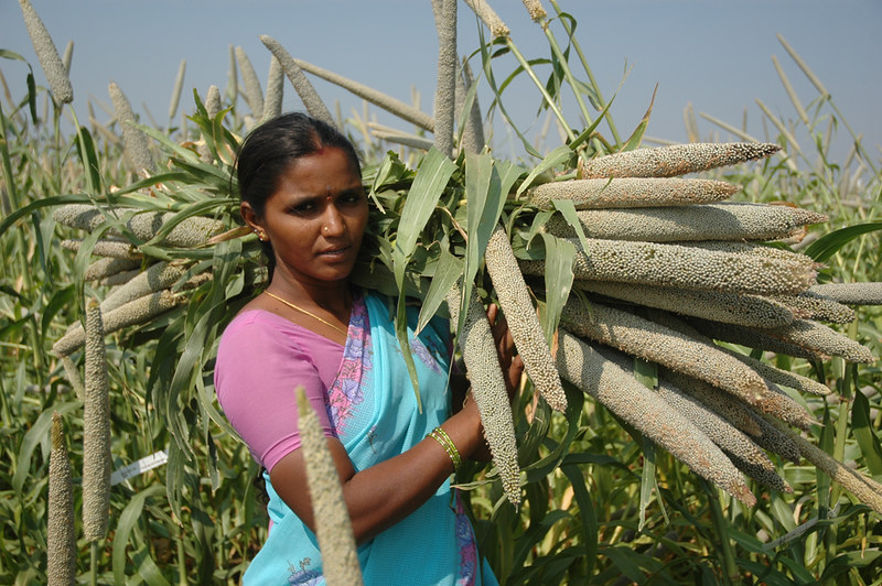 Pearl Millet Farmer Woman Harvest Millets