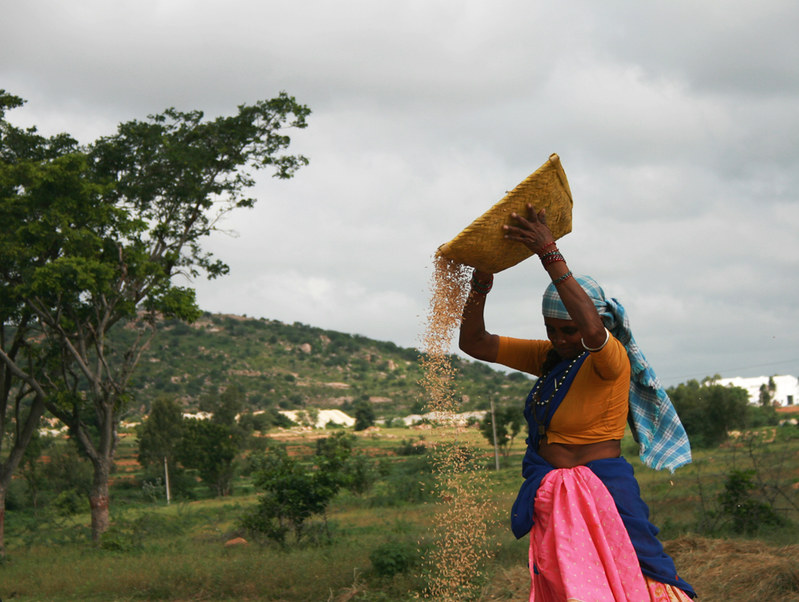 Winnowing Sorghum Millet Harvest Woman Farmer 