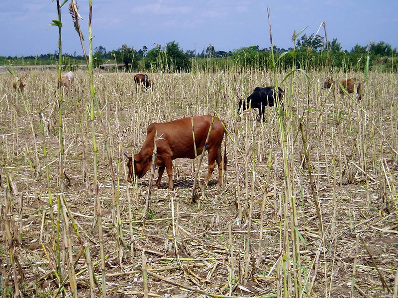 Sorghum Field Cattle Grazing Millets