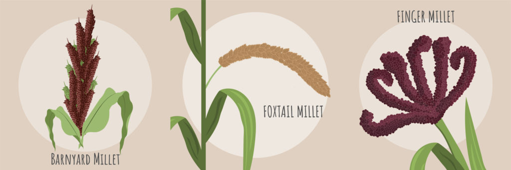 Barnyard Foxtail and Finger Millet