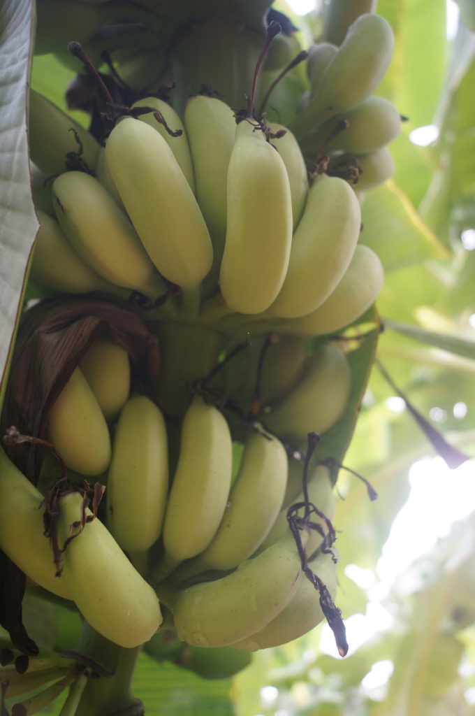 Banana Bread Organic Fresh Banana