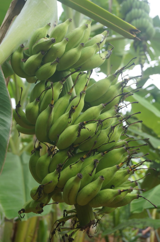 Banana Bread Organic